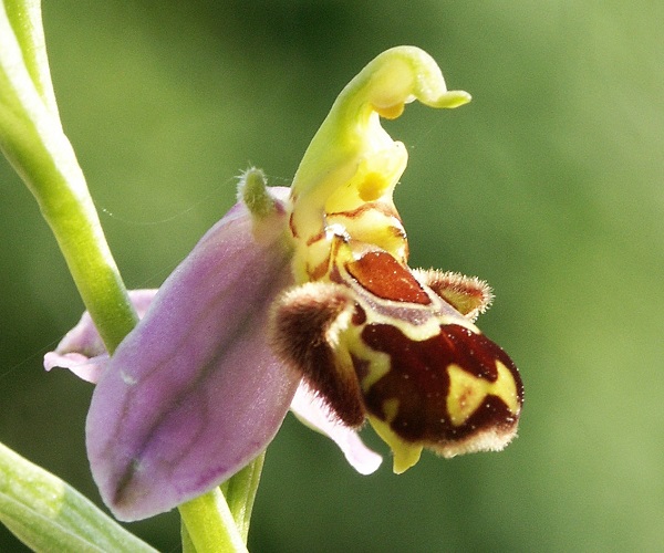 ophrys_apifera_flower3