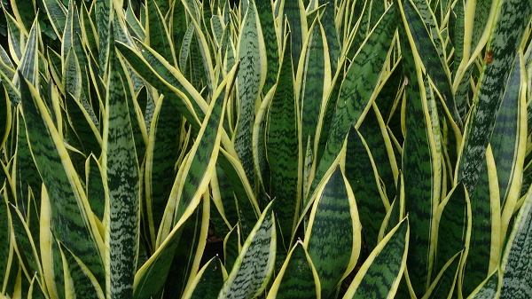 sansevieria_trifasciata