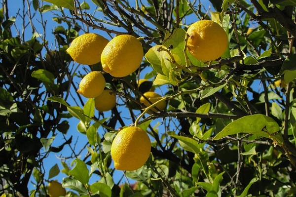 fumaggine del limone