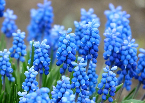 muscari