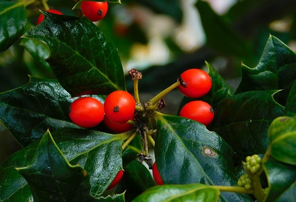 piante natale alloro corbezzolo pungitopo