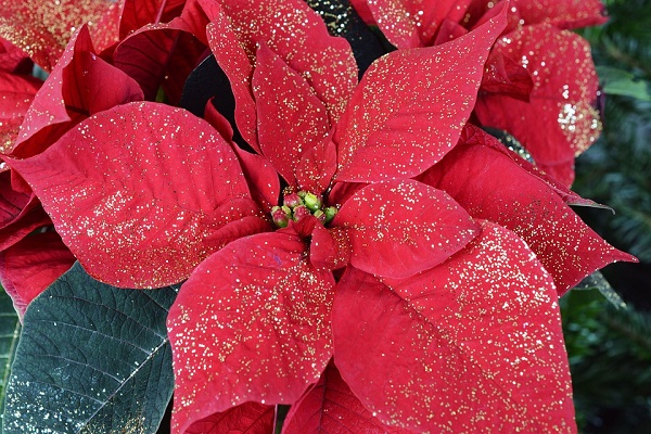 Come Tenere Stella Di Natale.Stella Di Natale Ciondoli Portafortuna Fai Da Te Pollicegreen