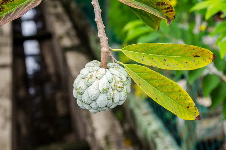 succo di noni