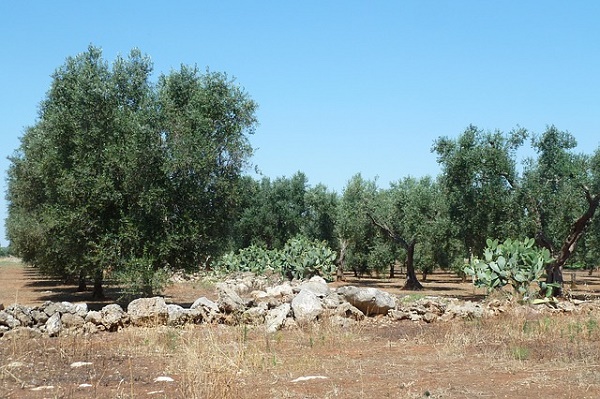 xylella 2016 anno nero ulivi