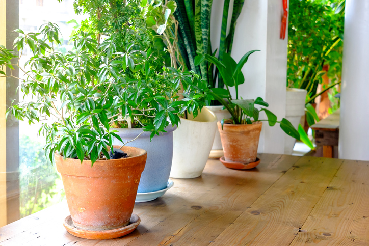 5 cose da sapere prima di coltivare le piante in vaso