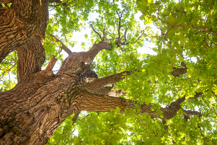 Quercia: storia e leggende di un albero monumentale