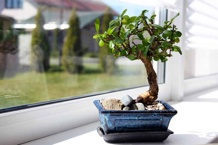 BONSAI