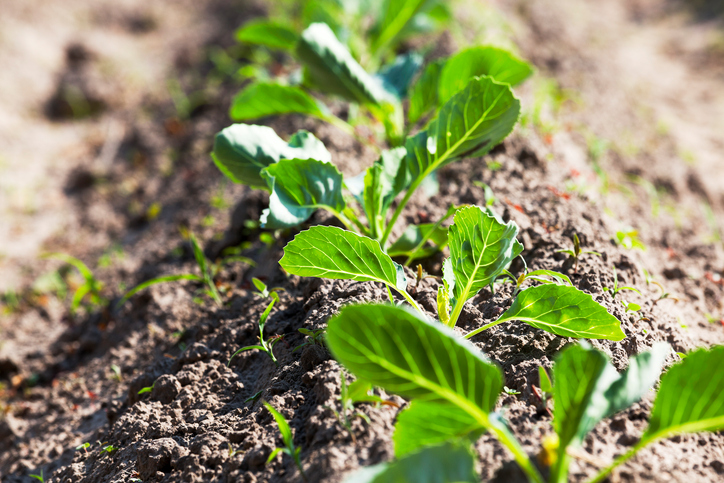 agricoltura biologica