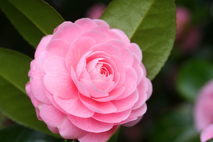 camelia