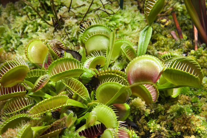 Venus flytraps