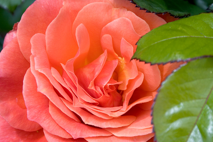 Rosa etrusca, cure colturali e manutenzione