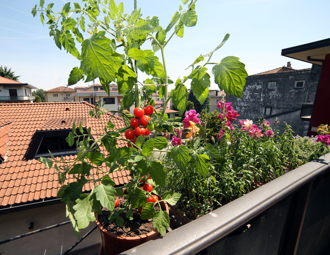 orto sul balcone