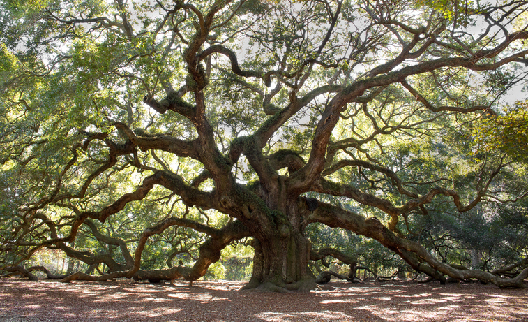 quercia monumentale