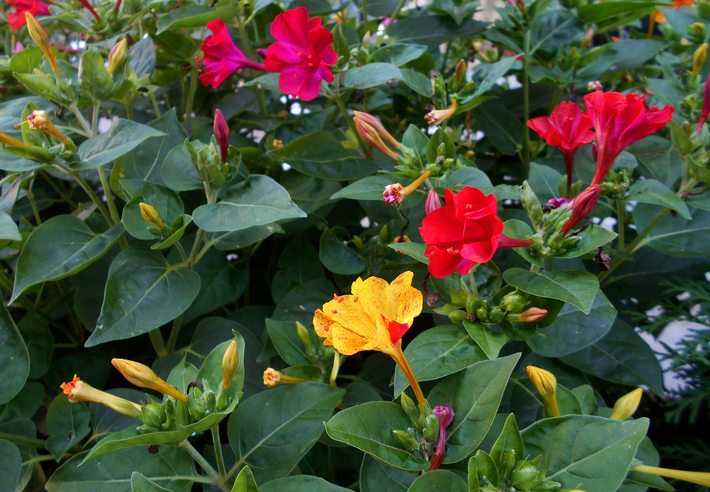 Mirabilis jalapa