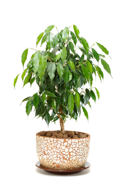 Ficus Benjamin perde foglie: come curarlo