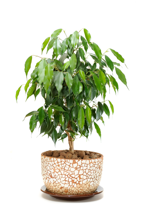 Ficus Benjamina in Pot