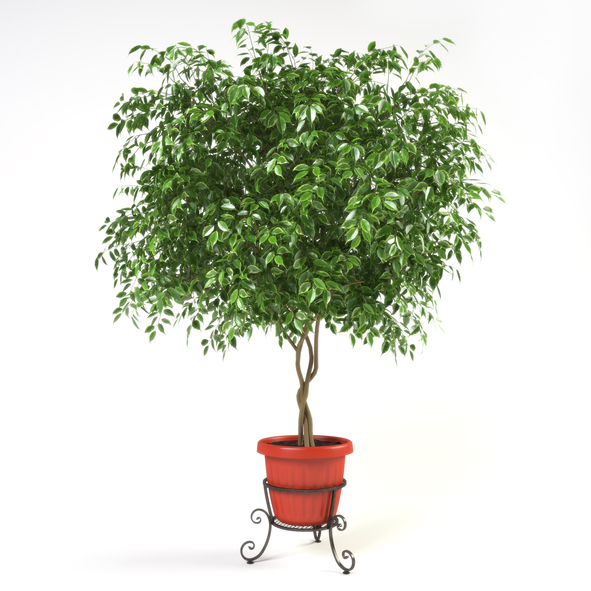 Ficus Benjamina –