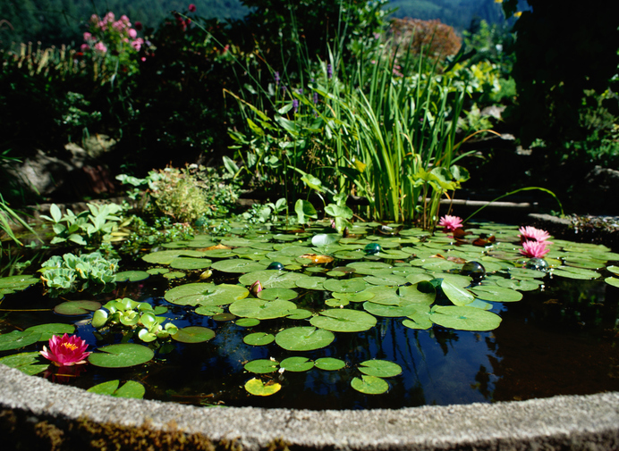 stagno giardino