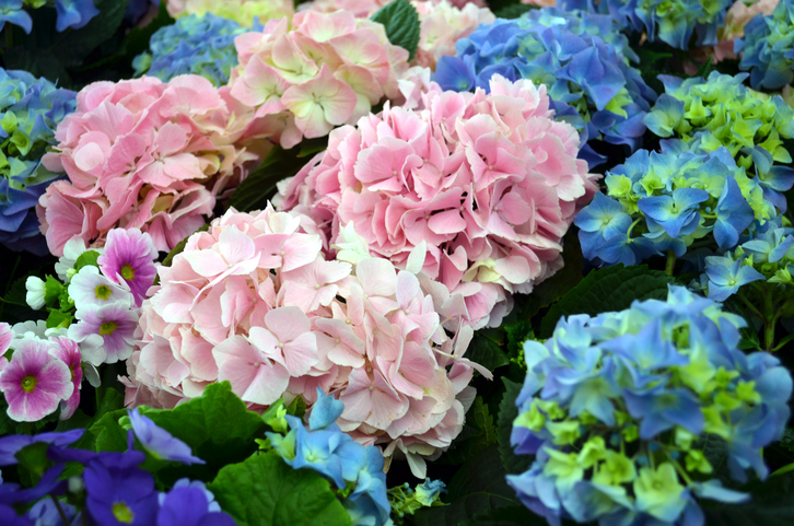 ORTENSIE