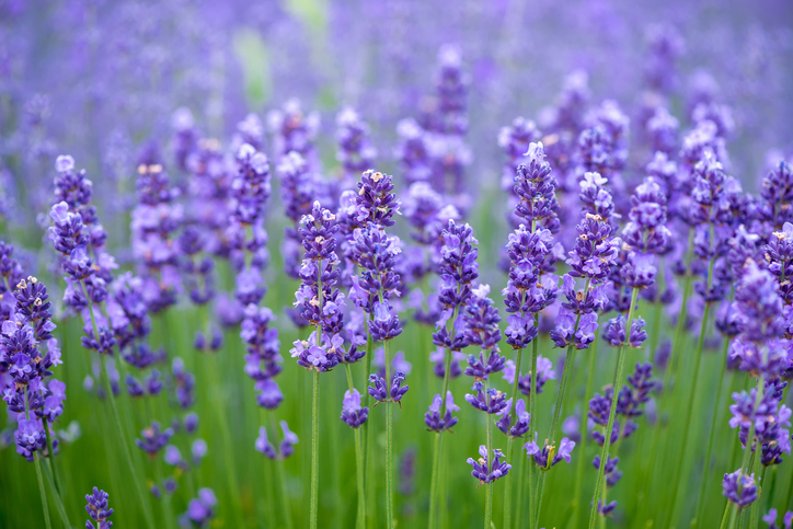 lavanda