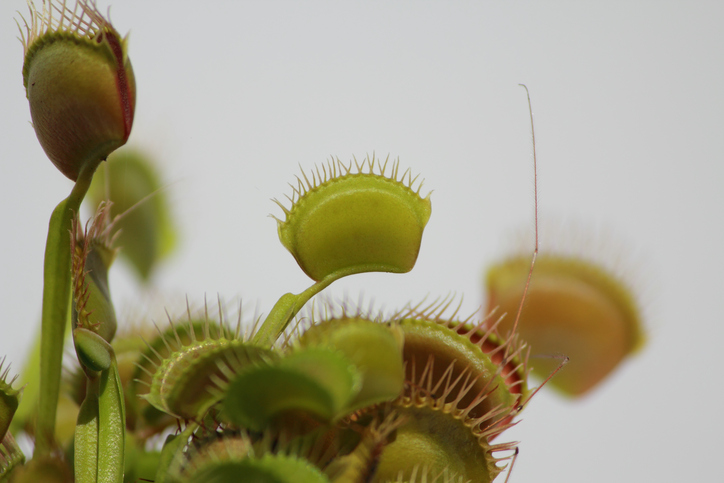 venus fly trap