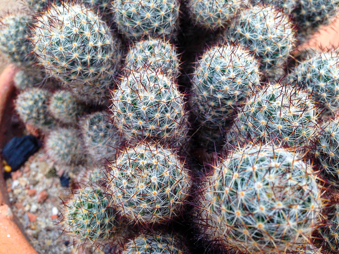 Mammillaria sp.