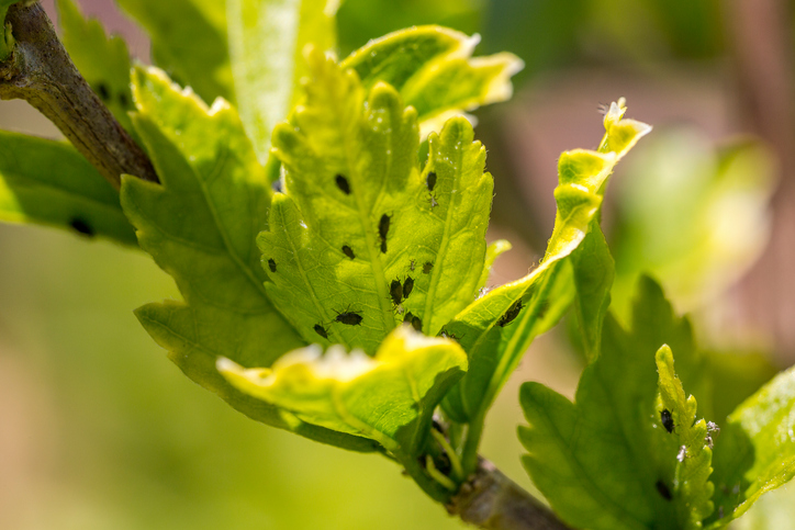 Aphids