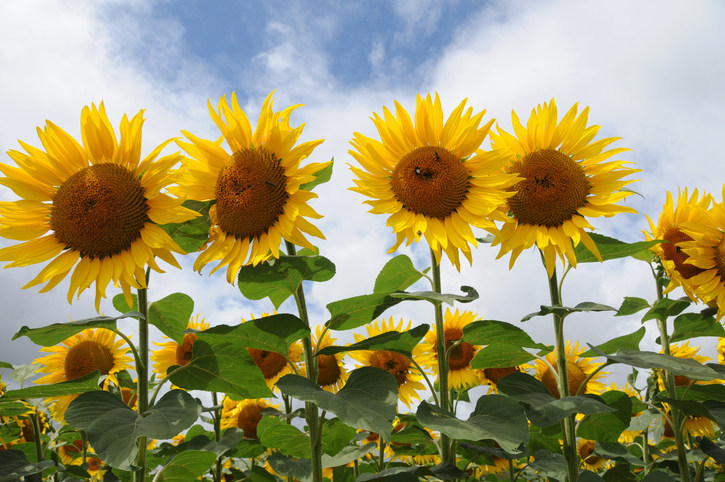 girasoli