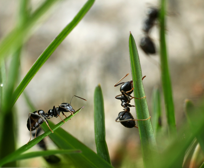 Come allontanare le formiche dalle piante in modo naturale