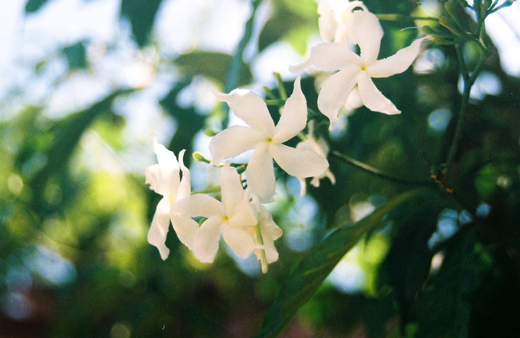 jasmine