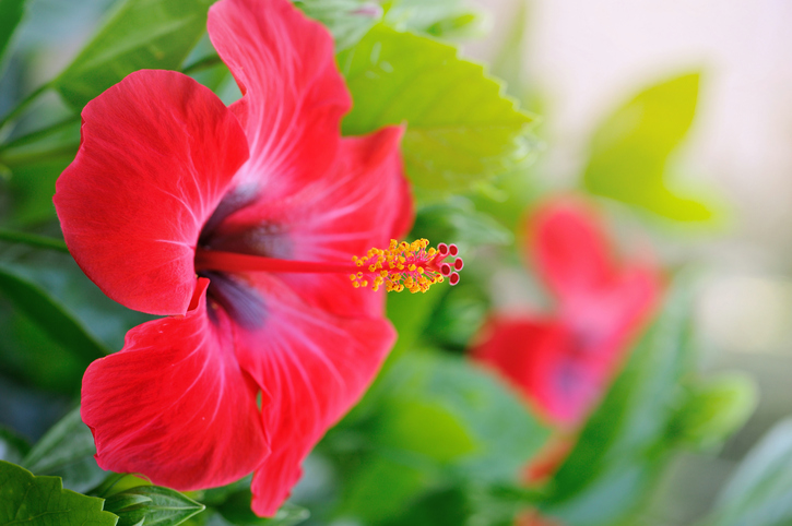 Red Hibiscus Flower