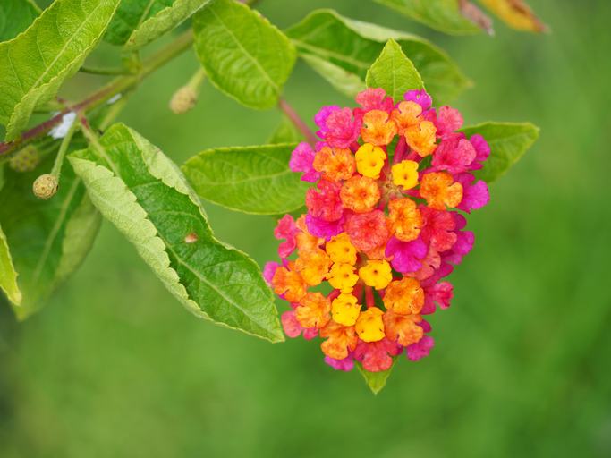 LANTANA CAMARA