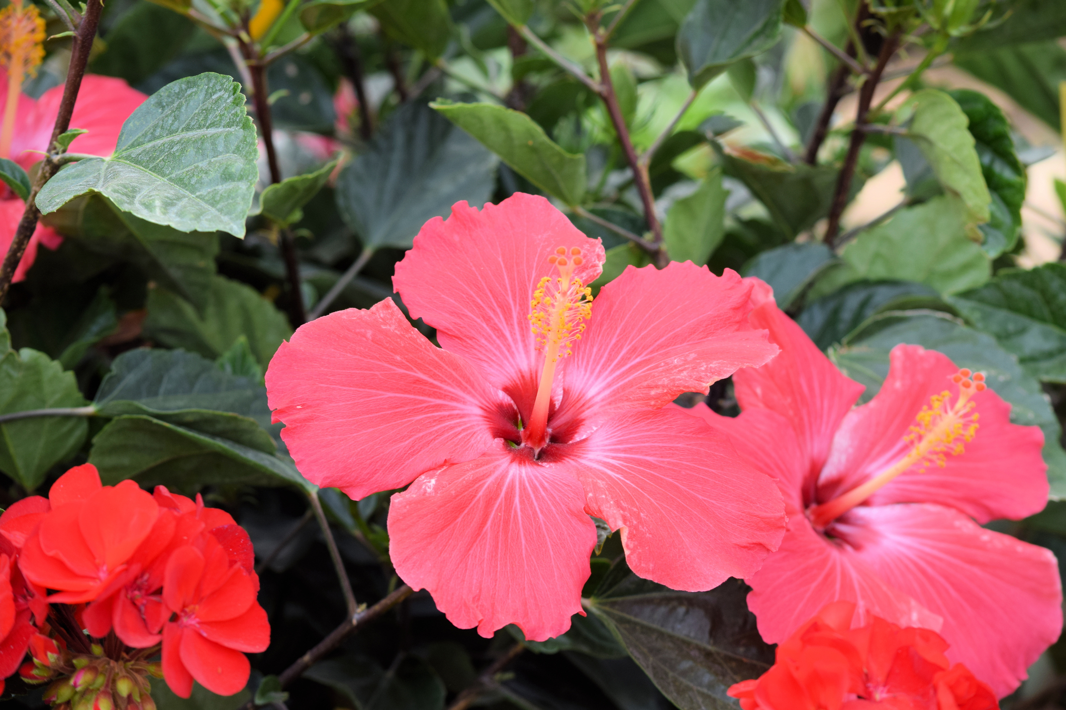 Hibiscus Flowers