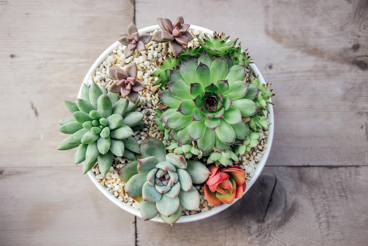 succulent plants in pot