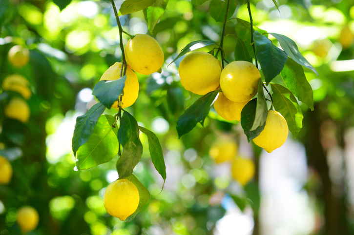 ramo di albero di limone