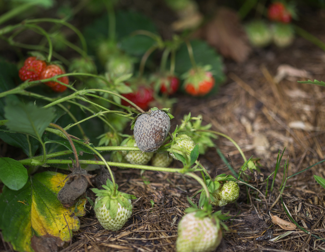 muffa grigia sulle fragole