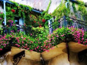 Piante e fiori su balconi, terrazze e giardino con esposizione nord ... Terrazze e giardini