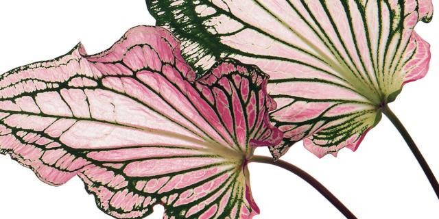 caladium