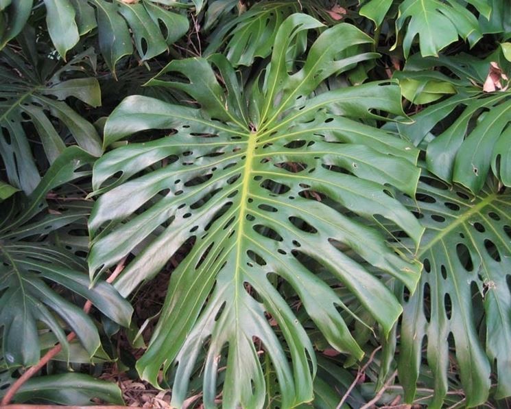 Monstera deliciosa