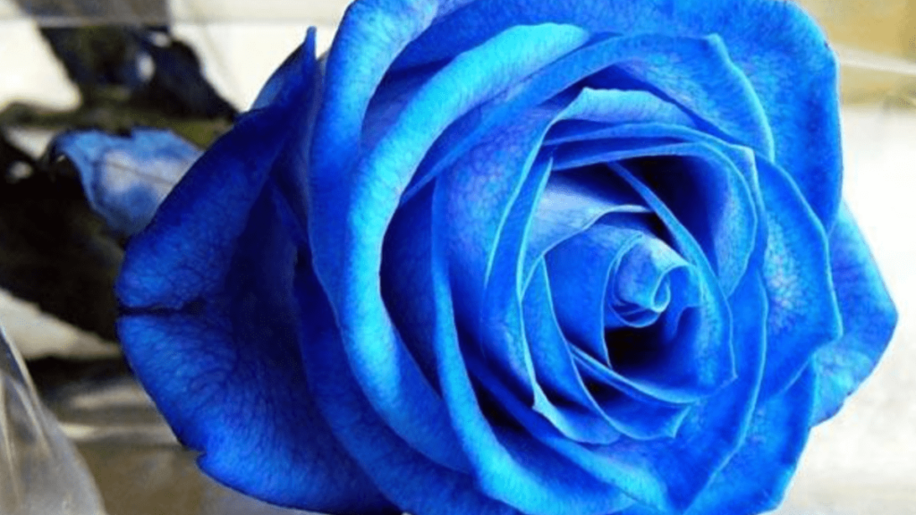 I fiori e il loro linguaggio: la rosa blu