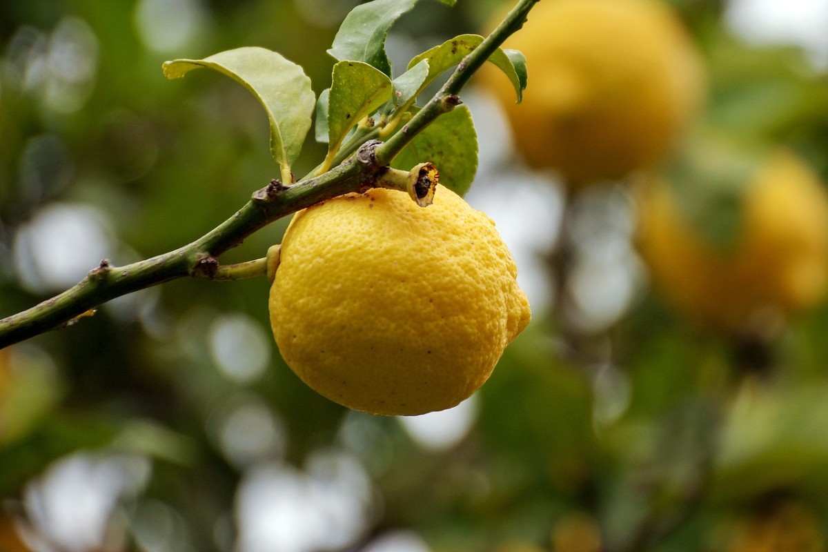 Potatura del limone