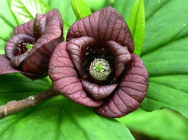 L’asimina triloba: tutte le caratteristiche di questa pianta