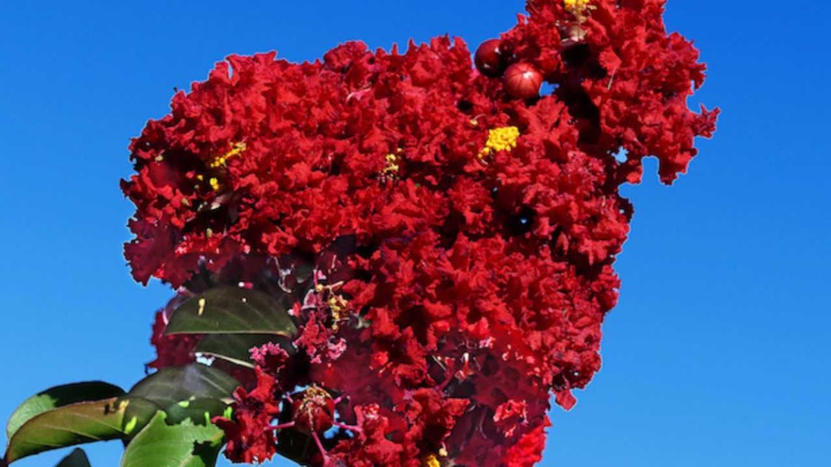 Lagerstroemia