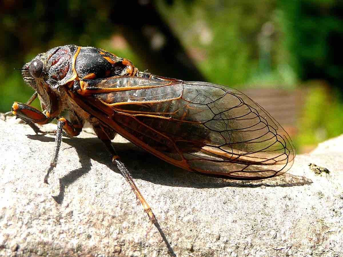 Cicala: i danni causati alle piante da questo insetto