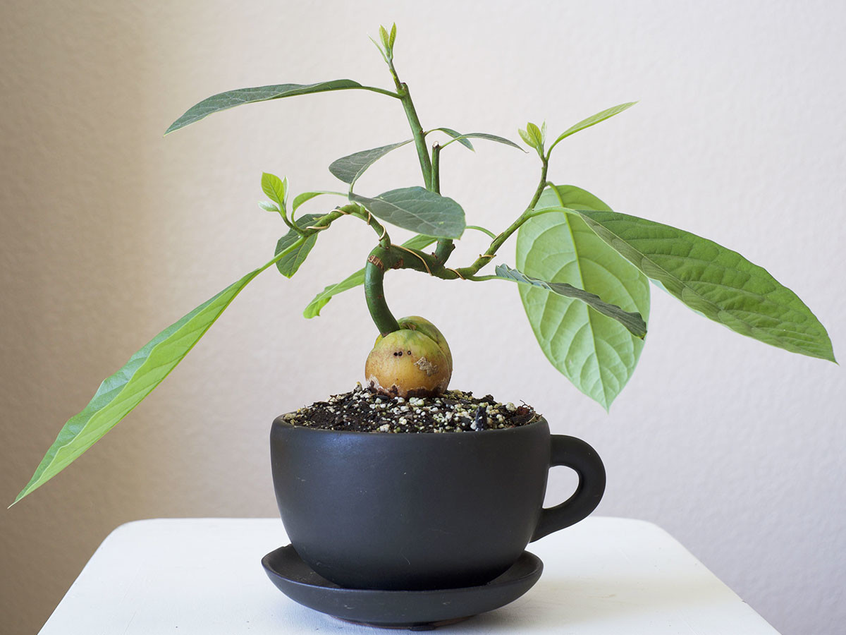 Coltivare l'avocado in casa