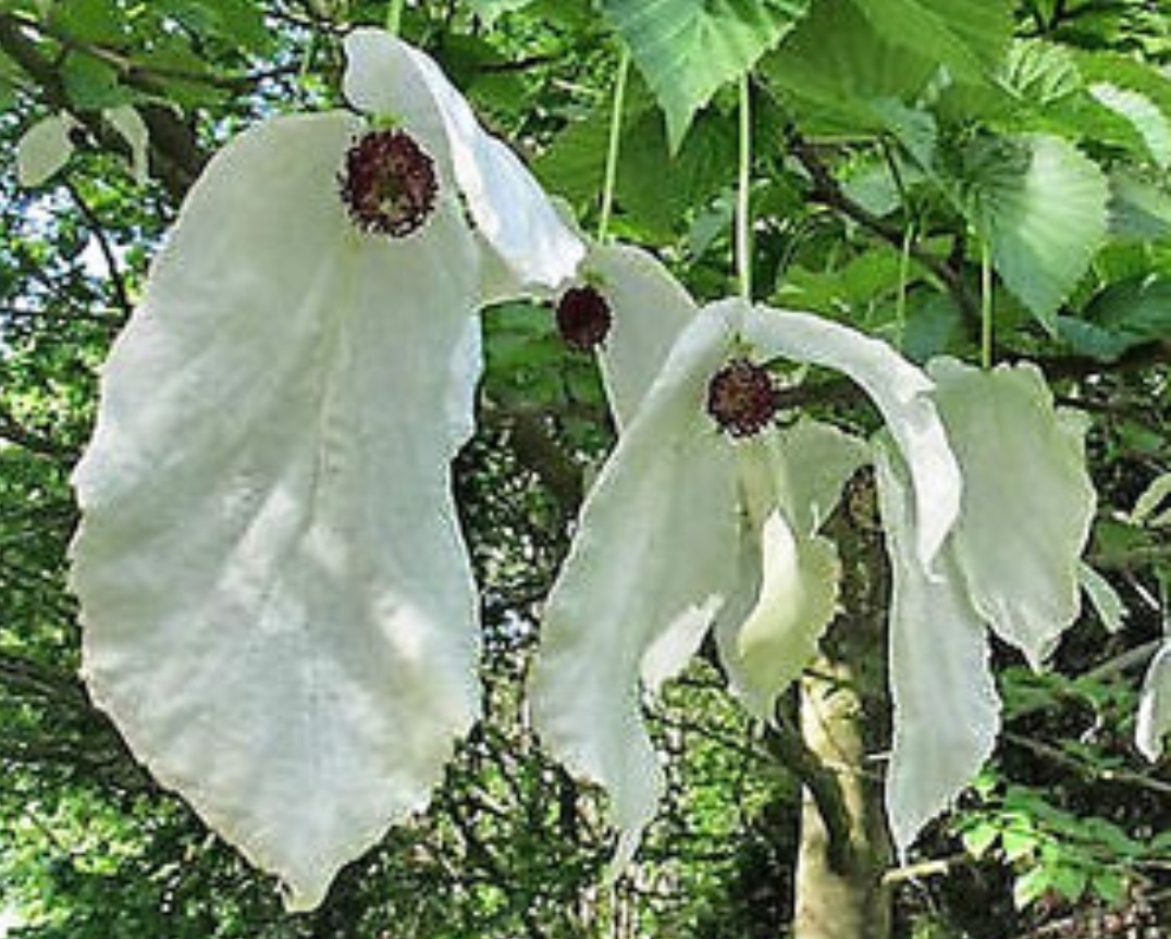 Albero dei fazzoletti: caratteristiche e particolarità di questa pianta