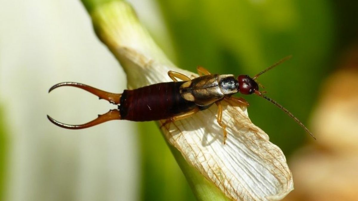 Gli insetti forbice: come possono danneggiare le piante, come eliminarli