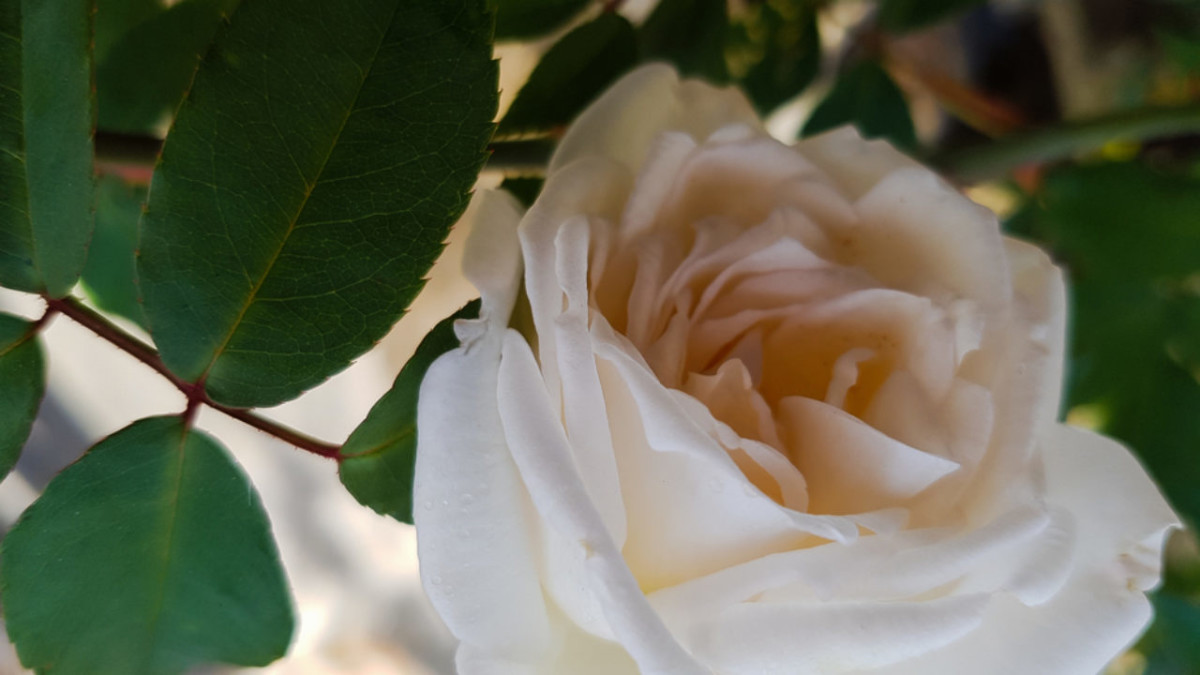 Rosellina bianca: caratteristiche di questo delicato fiore
