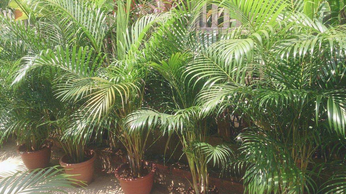 Tutte le tipologie di palme: varietà e caratteristiche di questa pianta