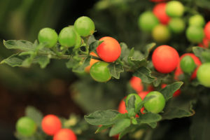 Solanum pseudocapsicum